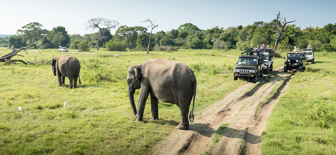 Mobile Elephant Hospital in the field