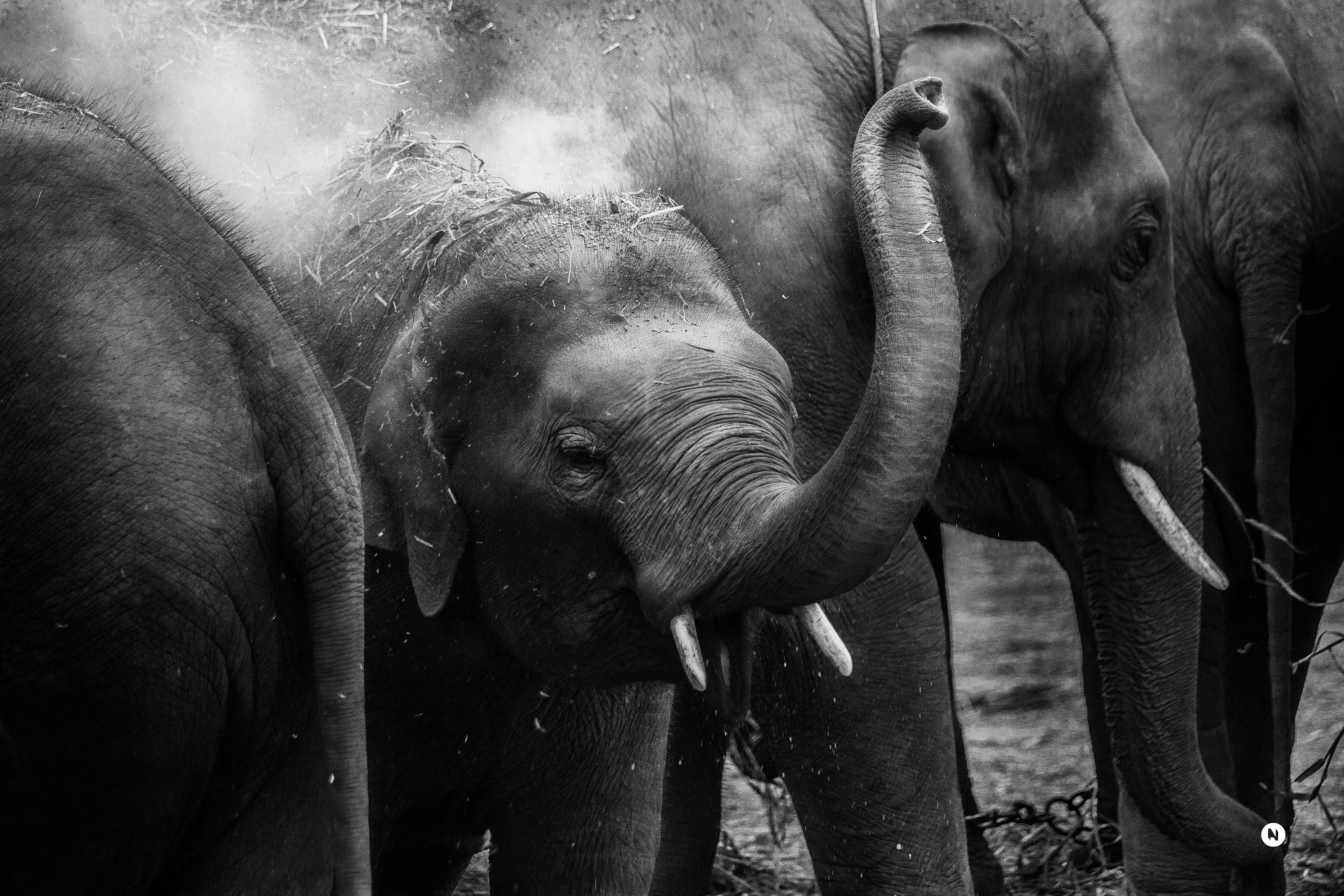 Donate to protect Sri Lankan elephants